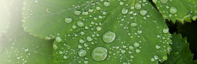 grünes Blatt mit Regentropfen